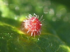 Rondaniola bursaria