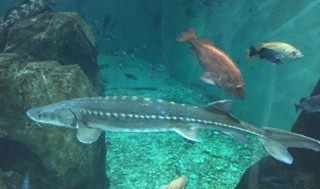Acipenseridae