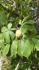 Aesculus flava