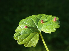 Rondaniola bursaria