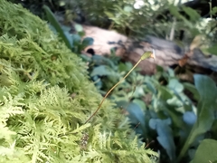 Thuidium delicatulum