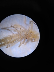 Erythromma lindenii