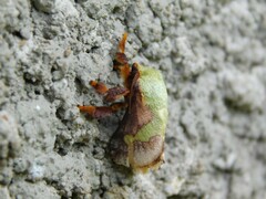 Latoia viridifascia