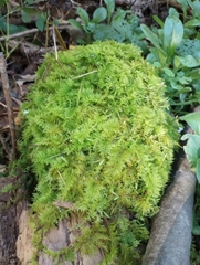 Thuidium delicatulum