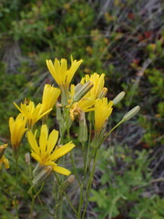 Crepis