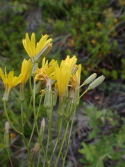 Crepis