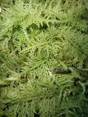 Thuidium delicatulum