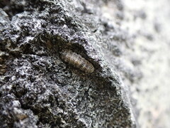 Dasysyrphus