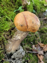 Leccinum versipelle
