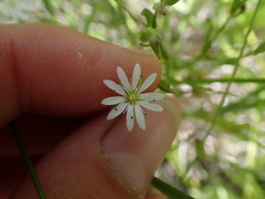 Stellaria