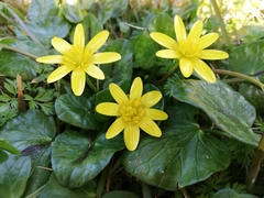 Ficaria verna