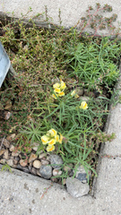 Linaria vulgaris