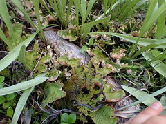 Peltigera