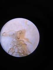 Erythromma lindenii
