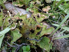 Peltigera