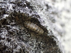 Dasysyrphus