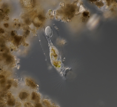 Collotheca