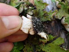 Peltigera