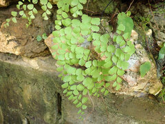 Adiantum tenerum