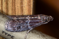 Euzophera ostricolorella