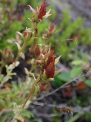 Penstemon fruticosus
