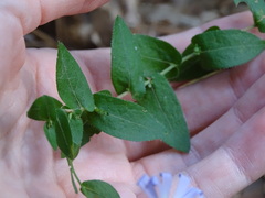Symphyotrichinae