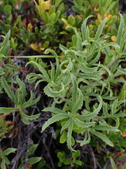 Penstemon fruticosus