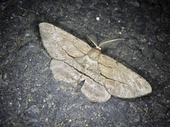 Apocleora rimosa