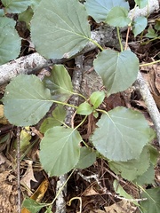 Hydrangea petiolaris