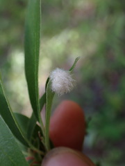 Blaesodiplosis