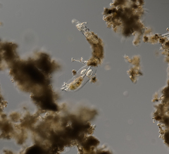 Collotheca