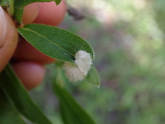 Blaesodiplosis