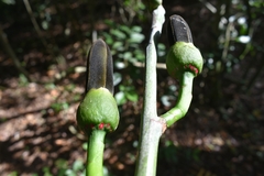 Pseudobombax grandiflorum