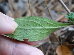 Symphyotrichinae