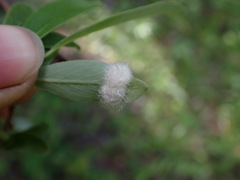 Blaesodiplosis