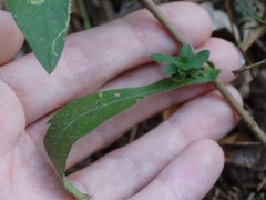 Symphyotrichinae