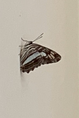 Adelpha iphicleola iphicleola