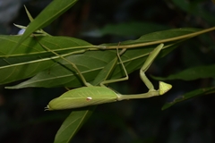 Stagmatoptera