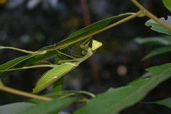 Stagmatoptera