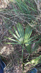 Coryphoideae