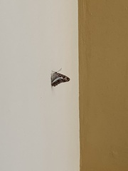 Adelpha iphicleola iphicleola