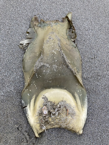 Big skate (Beringraja binoculata) — Rajidae — 3