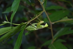 Stagmatoptera