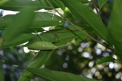 Stagmatoptera