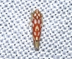Eratoneura comoides