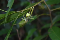Stagmatoptera