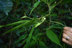 Stagmatoptera