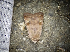 Diarsia canescens