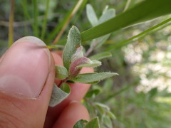 Cynipoidea