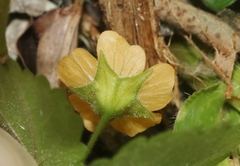 Sida abutifolia